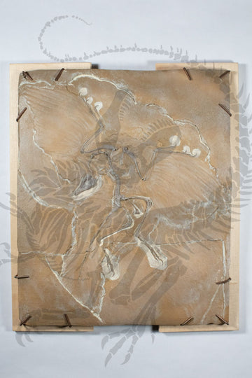 Archaeopteryx
