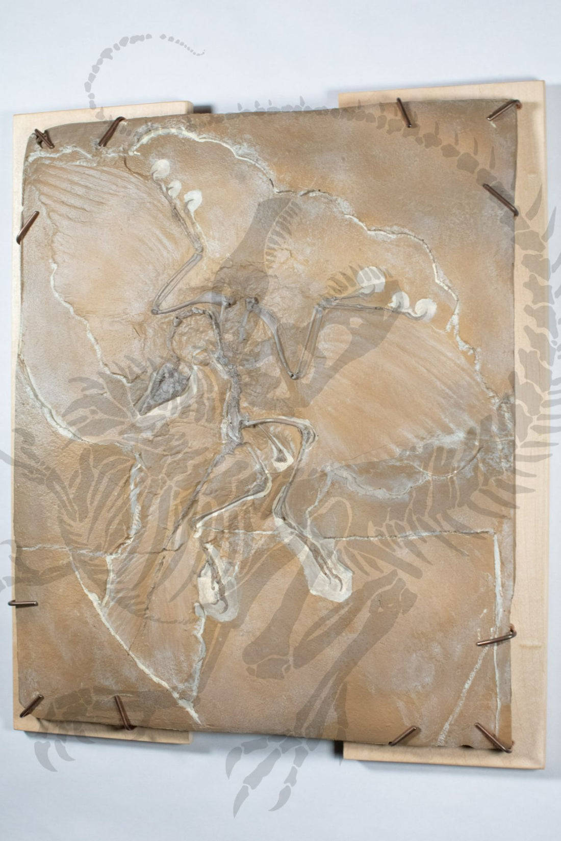 Archaeopteryx