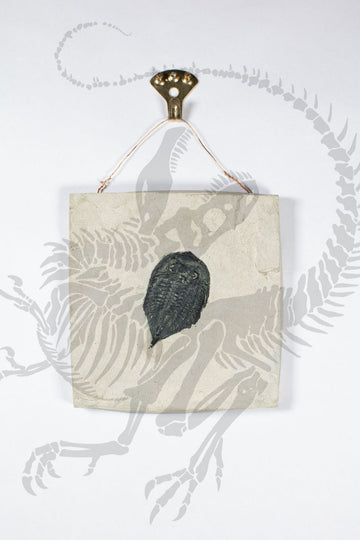 Hanging Trilobite