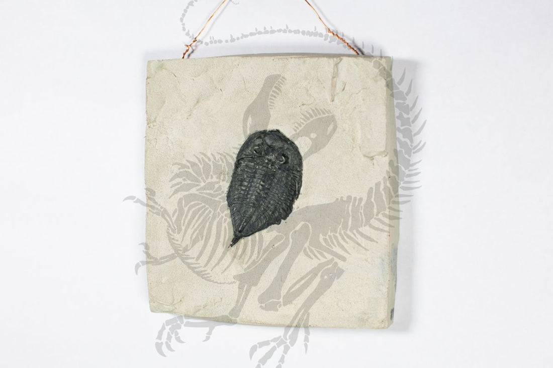 Hanging Trilobite