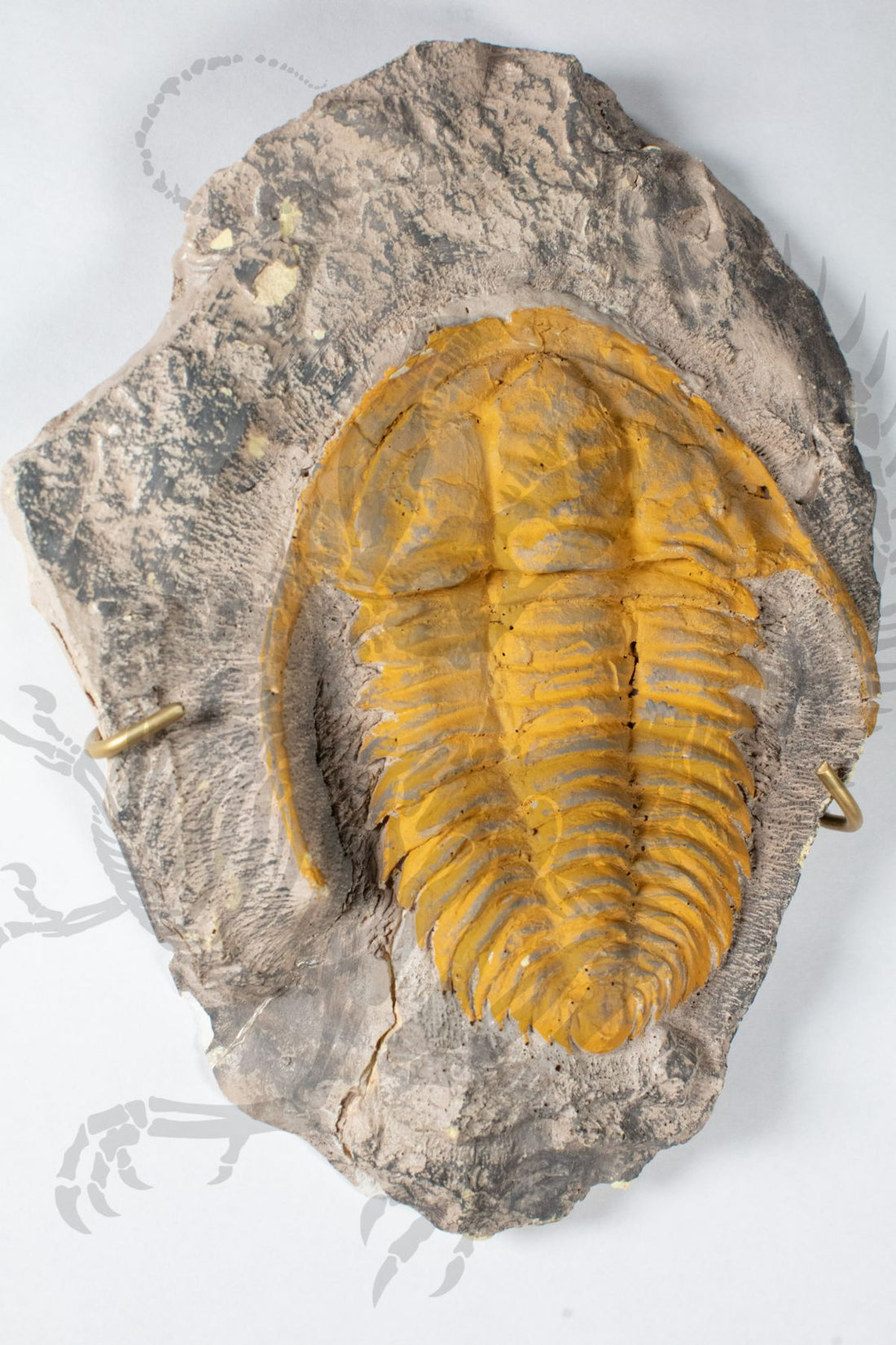 Hanging Moroccan Trilobite