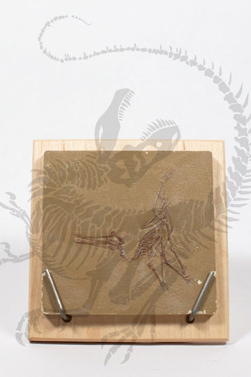Baby Ctenochasma Skeleton in Matrix
