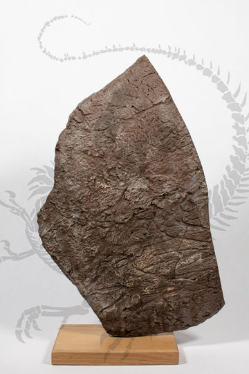 Torosaurus Frill Piece