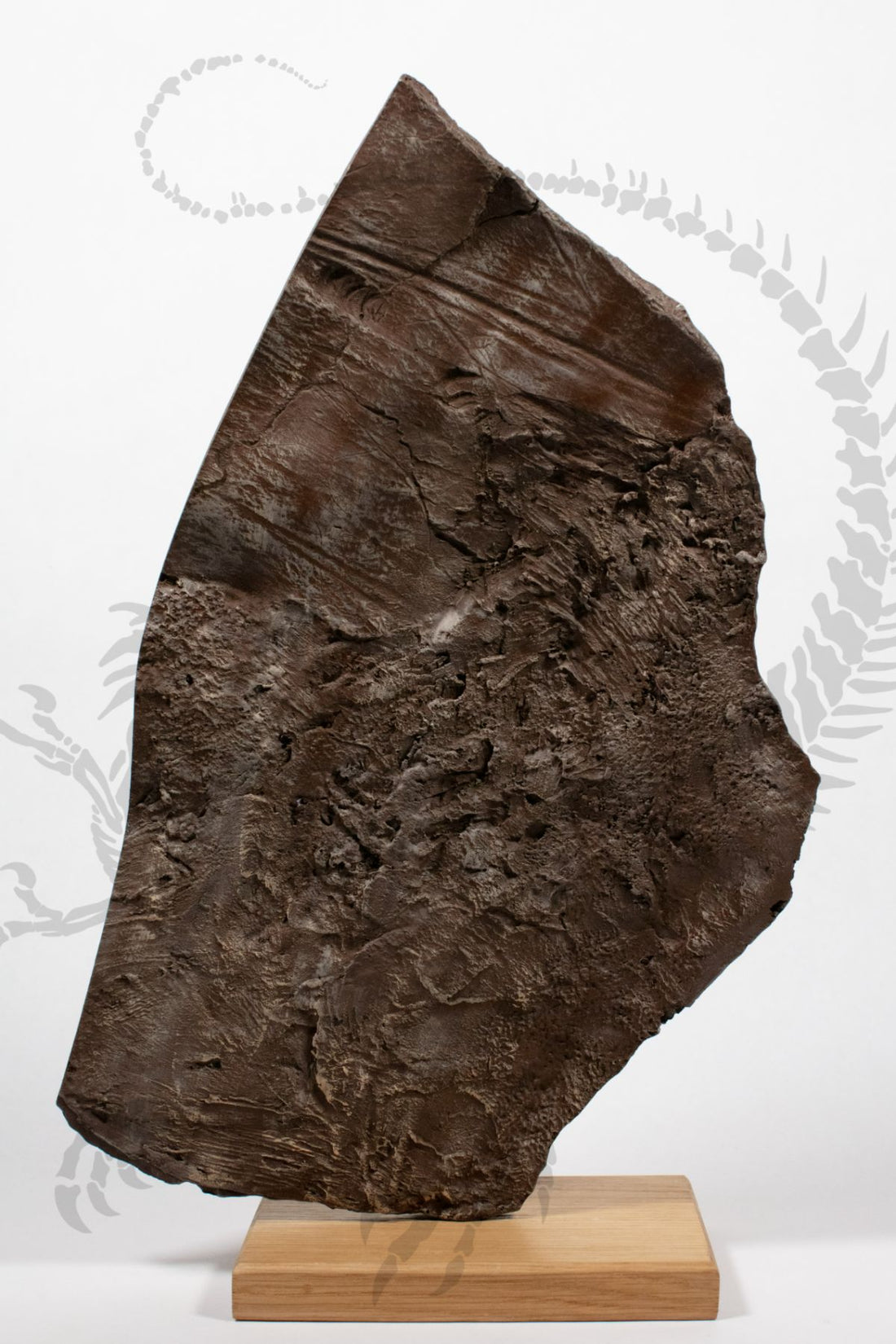 Torosaurus Frill Piece