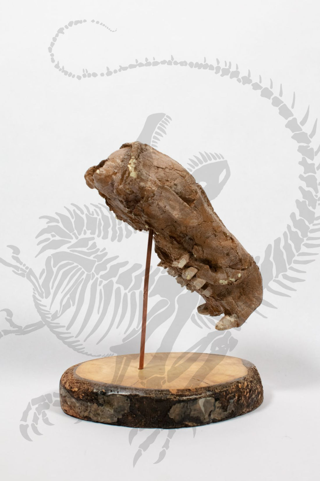 Ground Sloth Skull