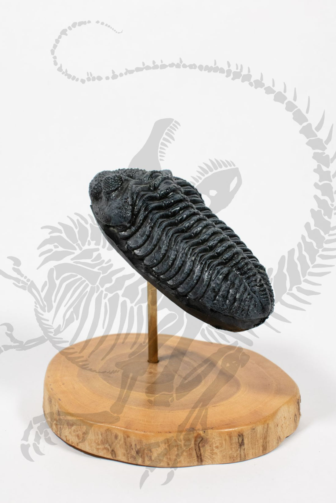Giant Trilobite