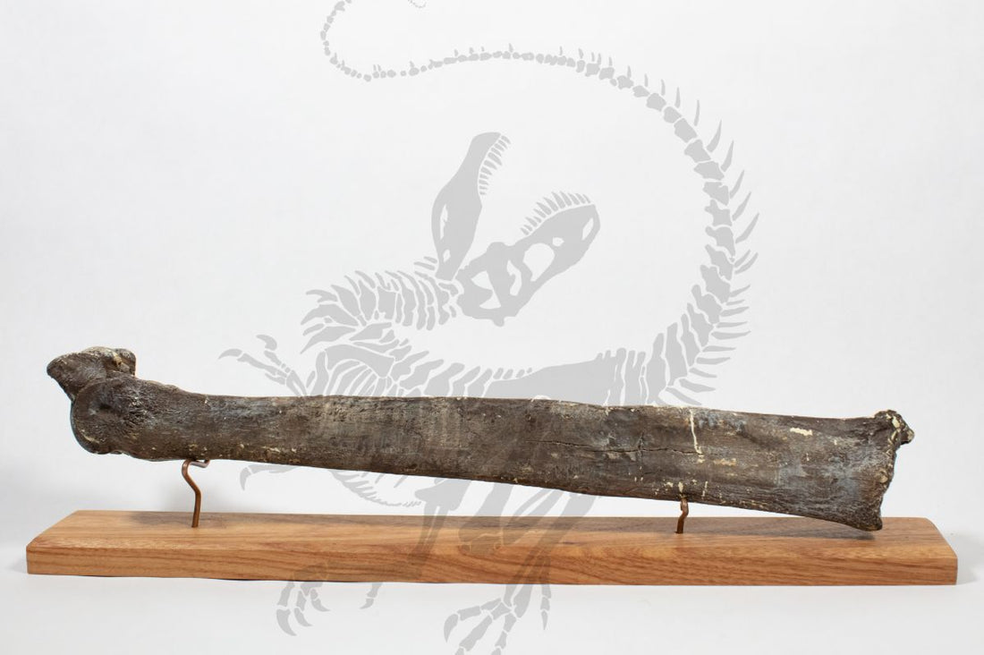 Cervalces Metatarsus