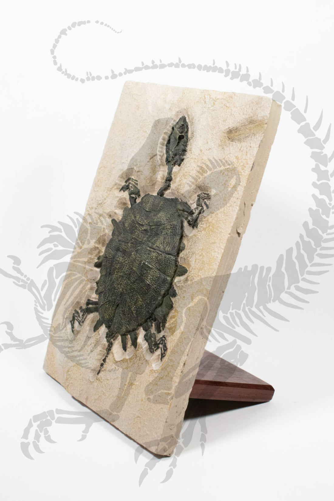 Axestemys (Turtle) Skeleton Cast