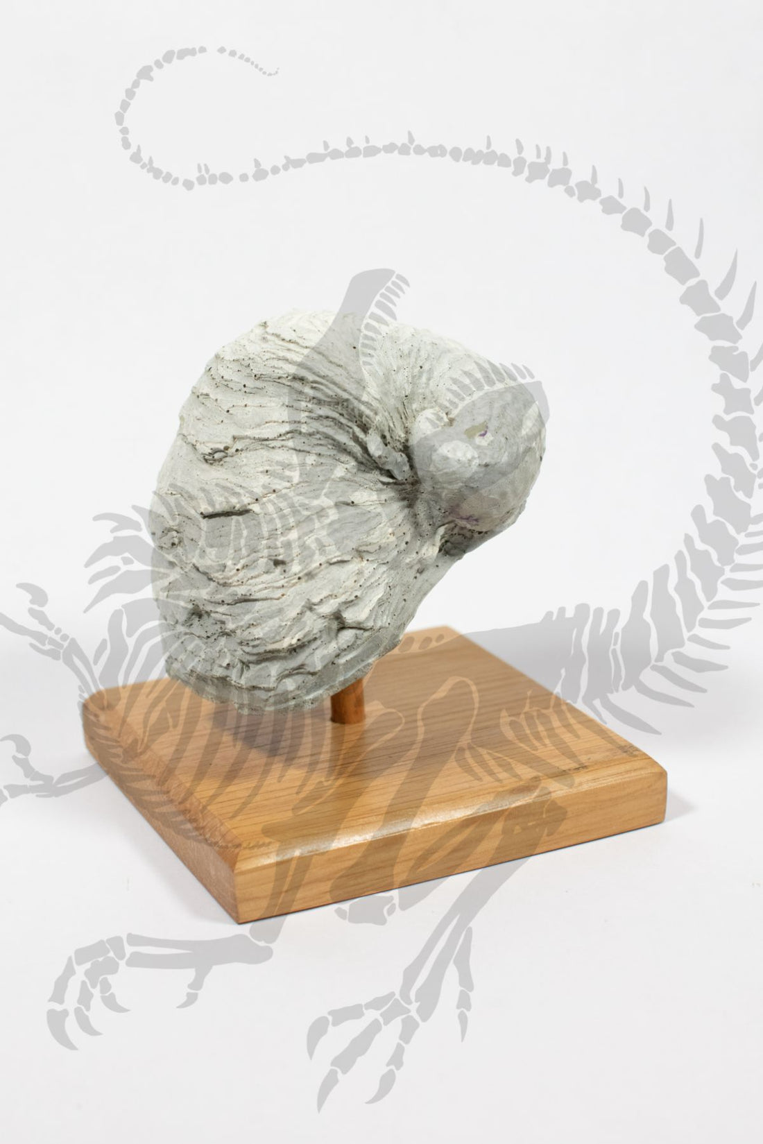 Cretaceous Mollusk