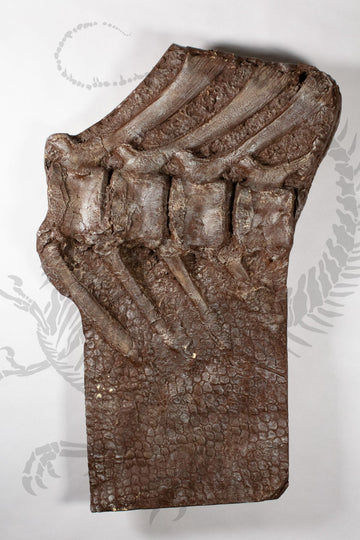 Brachylophosaurus "Mummy" Vertebra and Skin