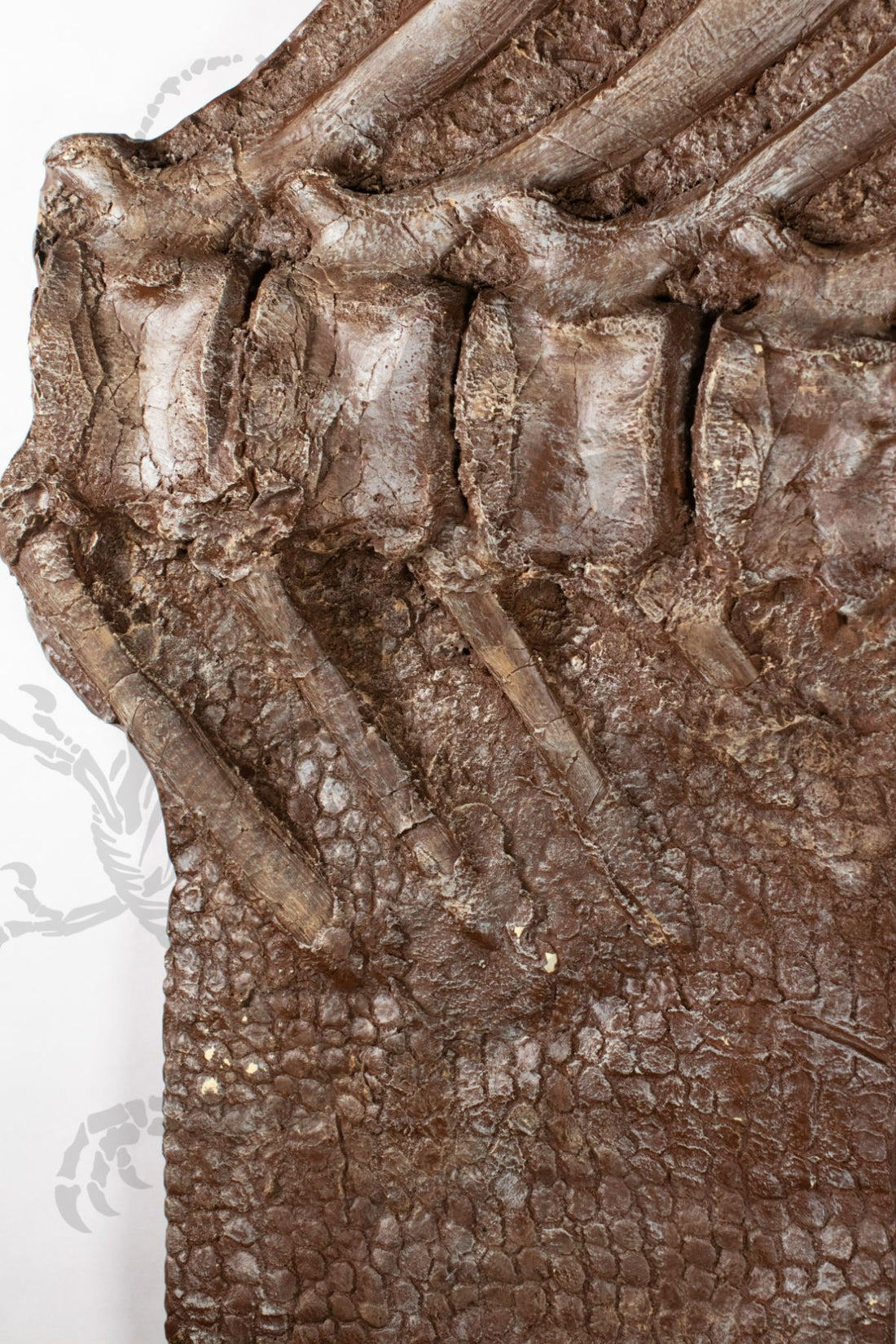 Brachylophosaurus "Mummy" Vertebra and Skin