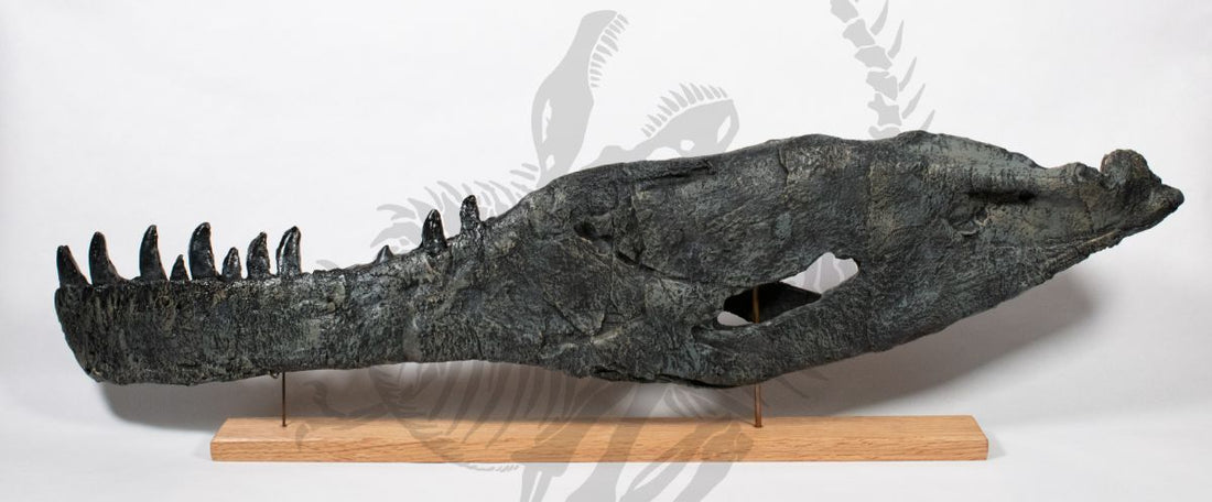 Allosaurus Lower Jaw