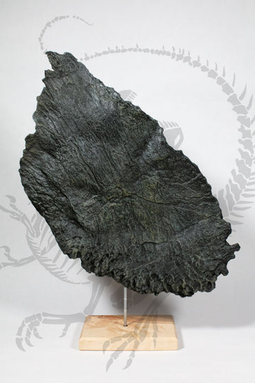 Stegosaurus Plate