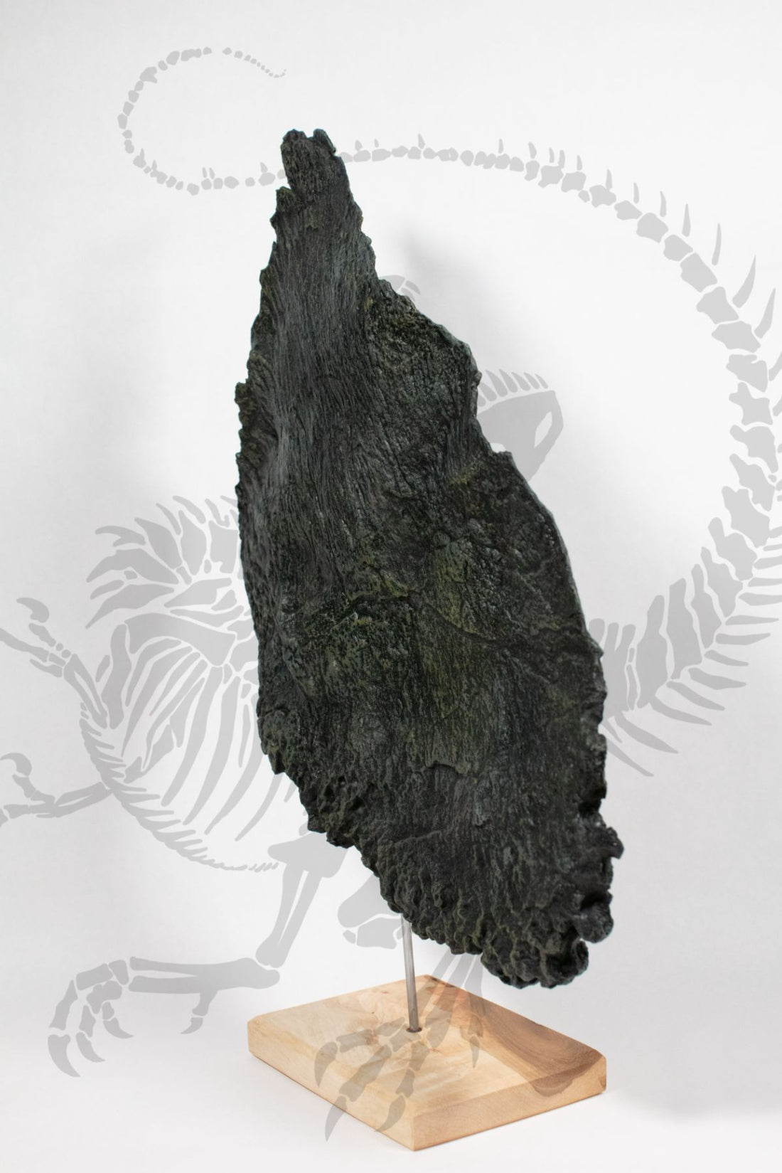 Stegosaurus Plate
