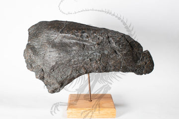 Camarasaurus Claw