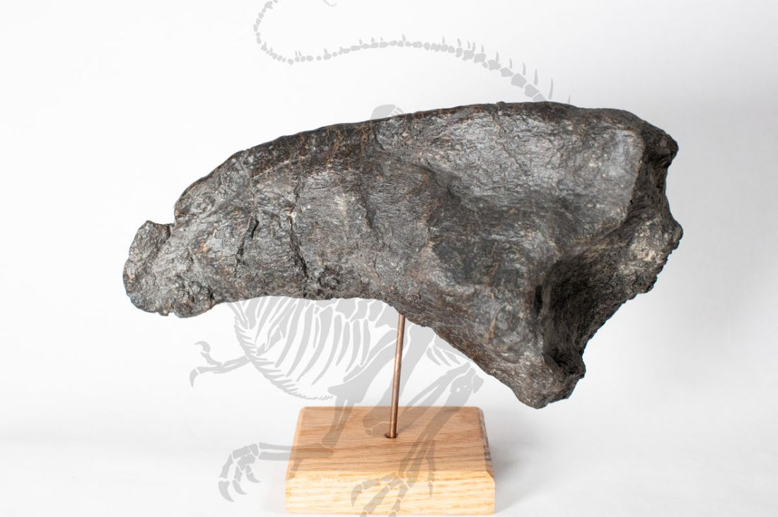 Camarasaurus Claw