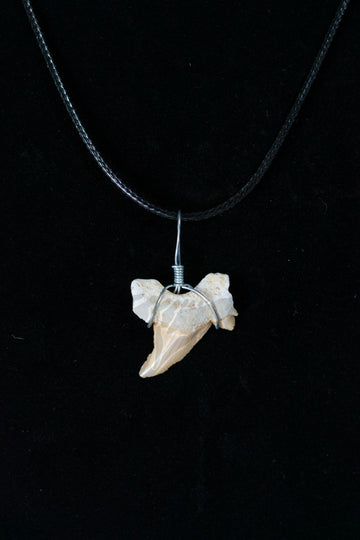 Cretaceous Shark Tooth Necklace