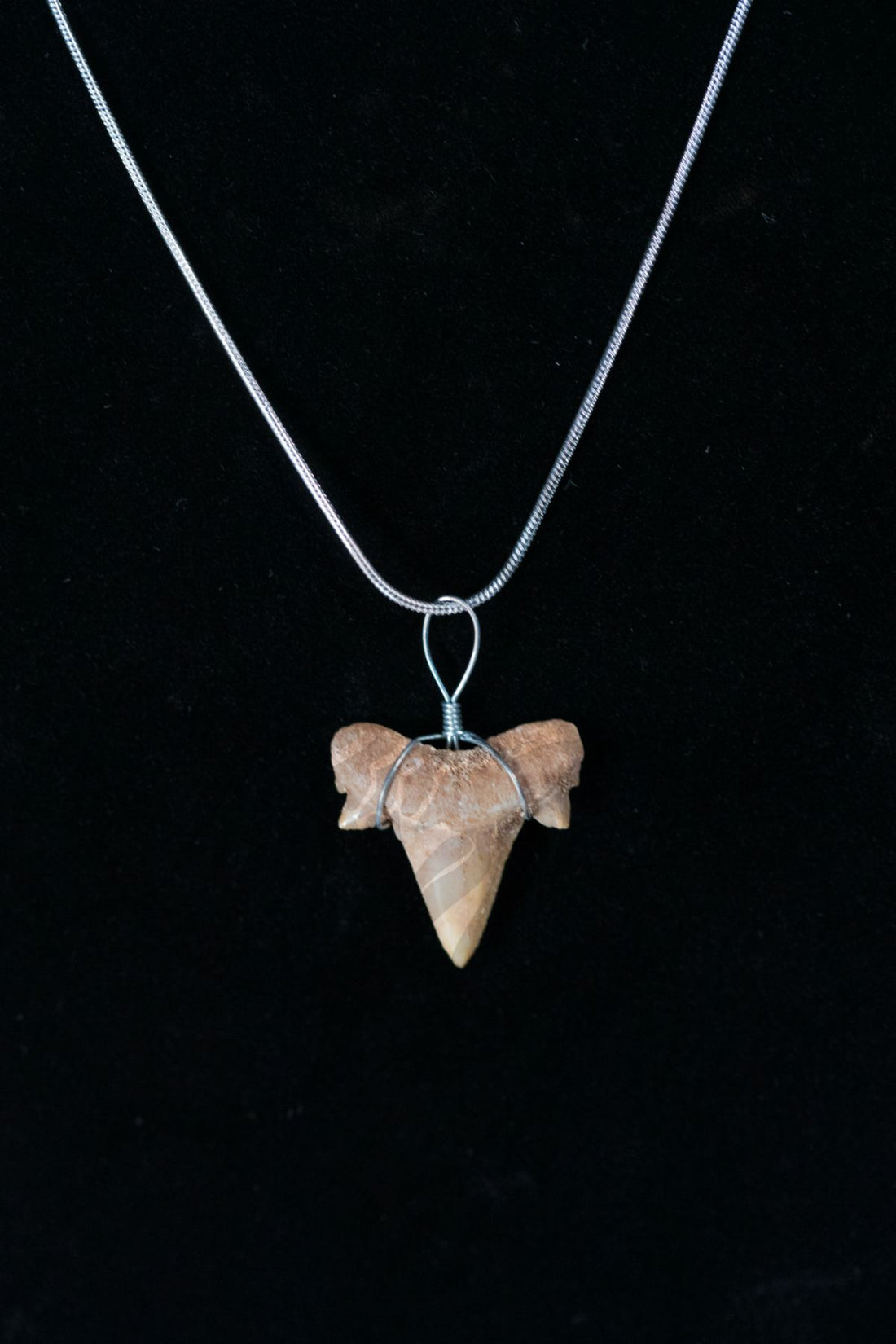 Cretaceous Shark Tooth Necklace