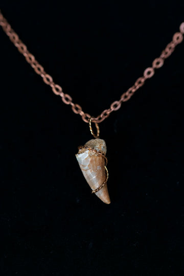 Mosasaurus Tooth Necklace
