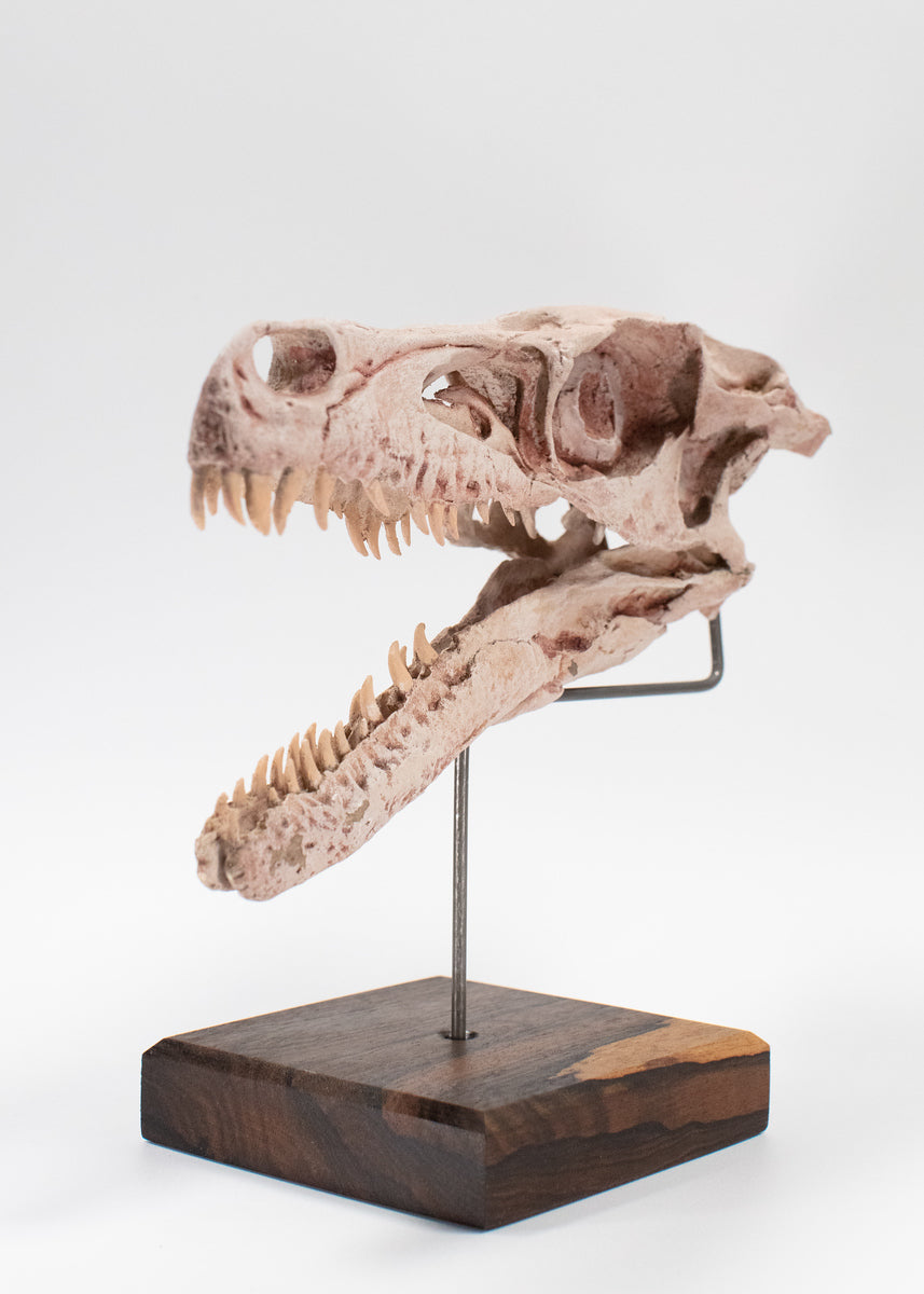 Dinosaur Statue Authentic Dinosaur Fossils For Sale Velociraptor Skull