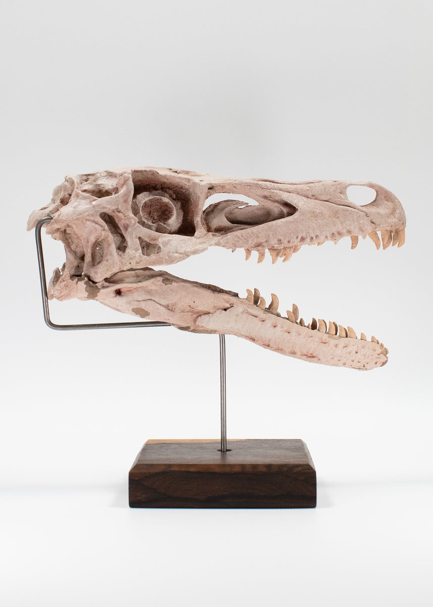 Velociraptor Skull