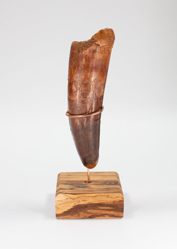 Gigantic Spinosaurus Tooth
