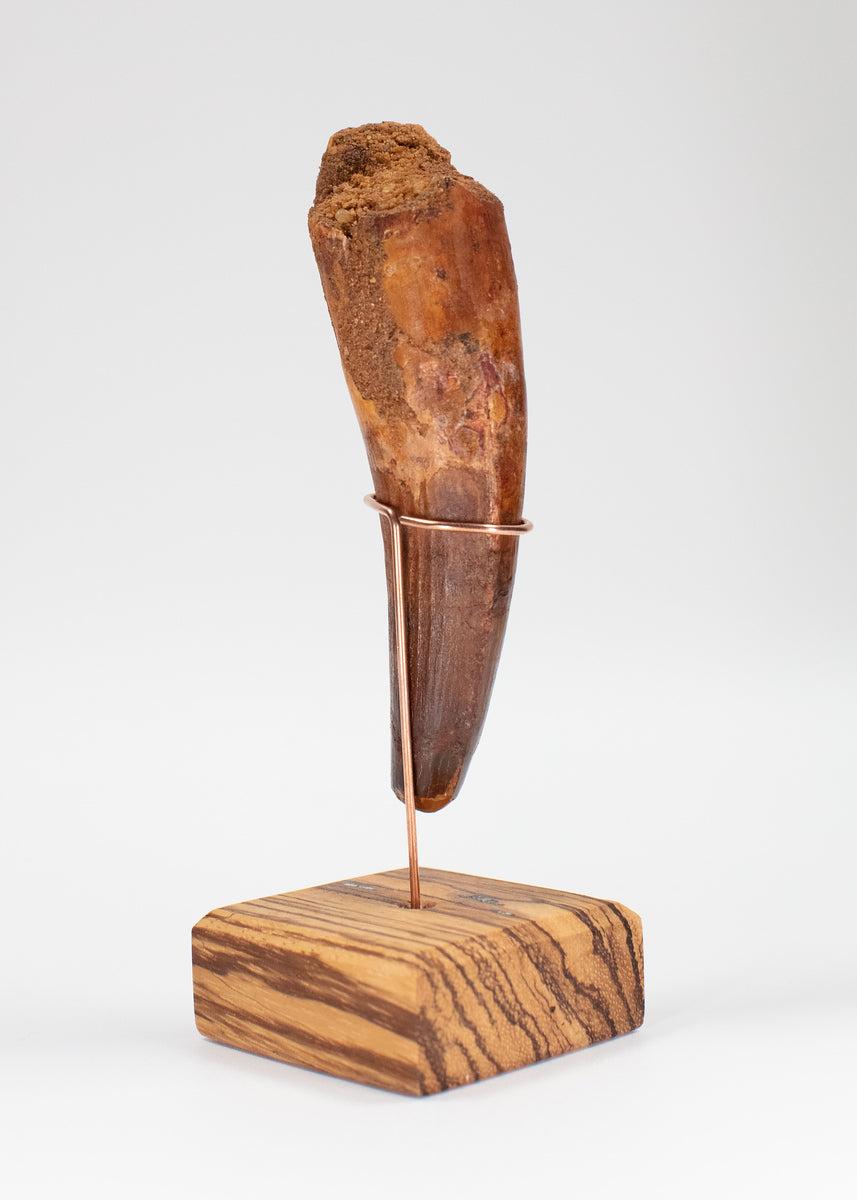 Gigantic Spinosaurus Tooth