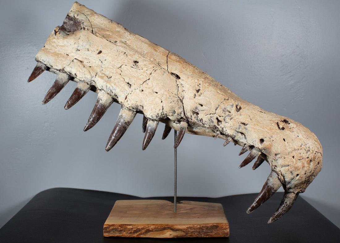 Spinosaurus rostrum