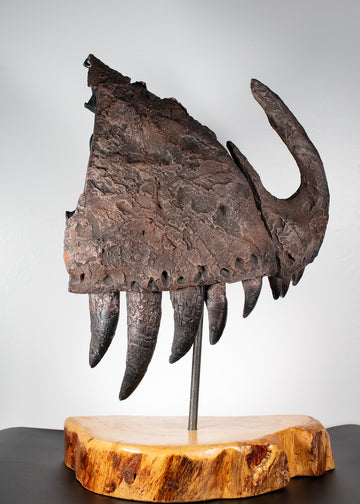 Tyrannosaurus Rex Jaw