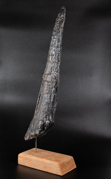 Stegosaurus tail spike