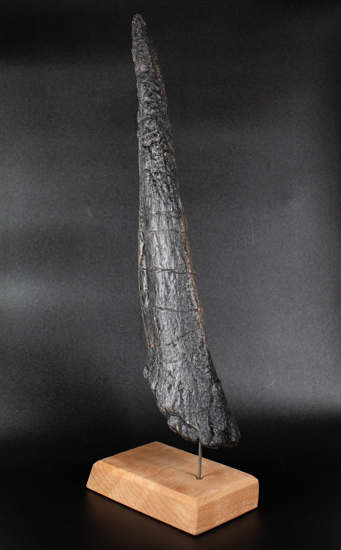 Stegosaurus tail spike