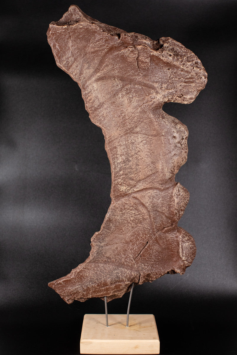 Lokiceratops frill piece