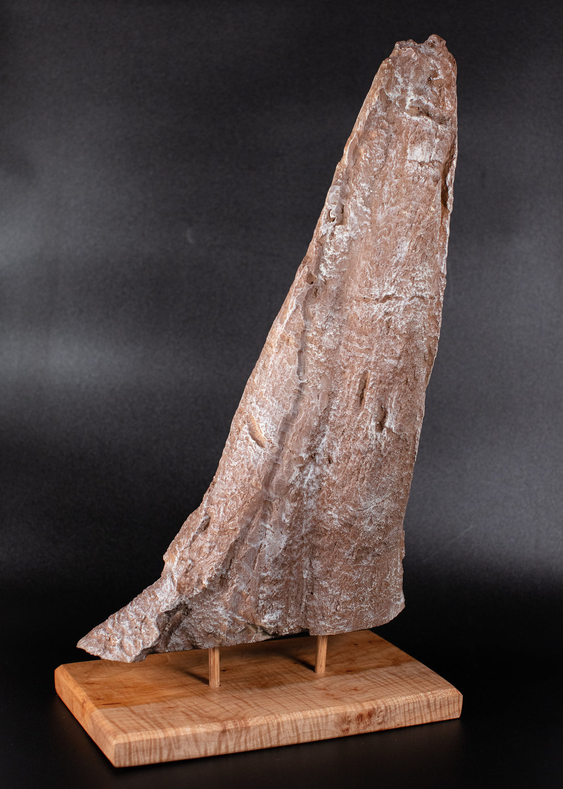 Lokiceratops horn