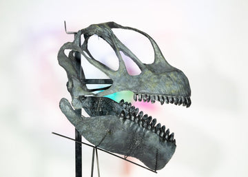 Camarasaurus Skull