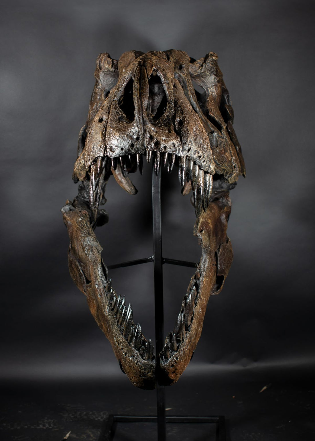 Tyrannosaurus Rex "Dynamo" Skull