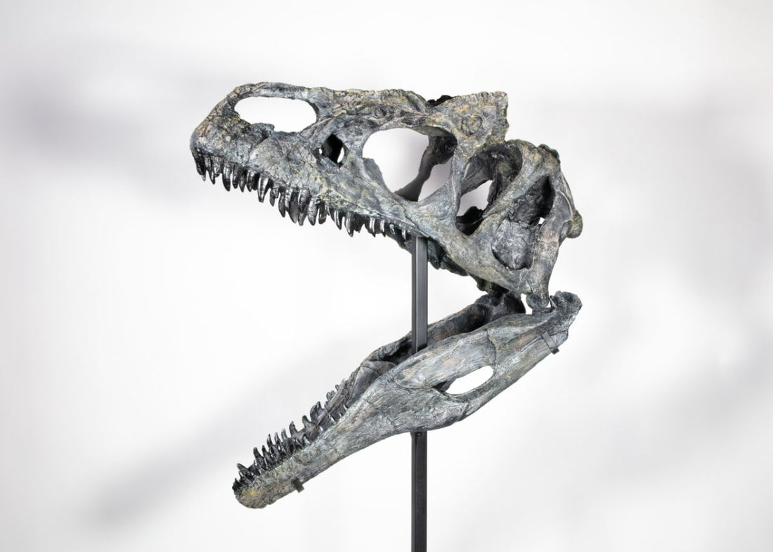 Allosaurus "Dracula" Skull