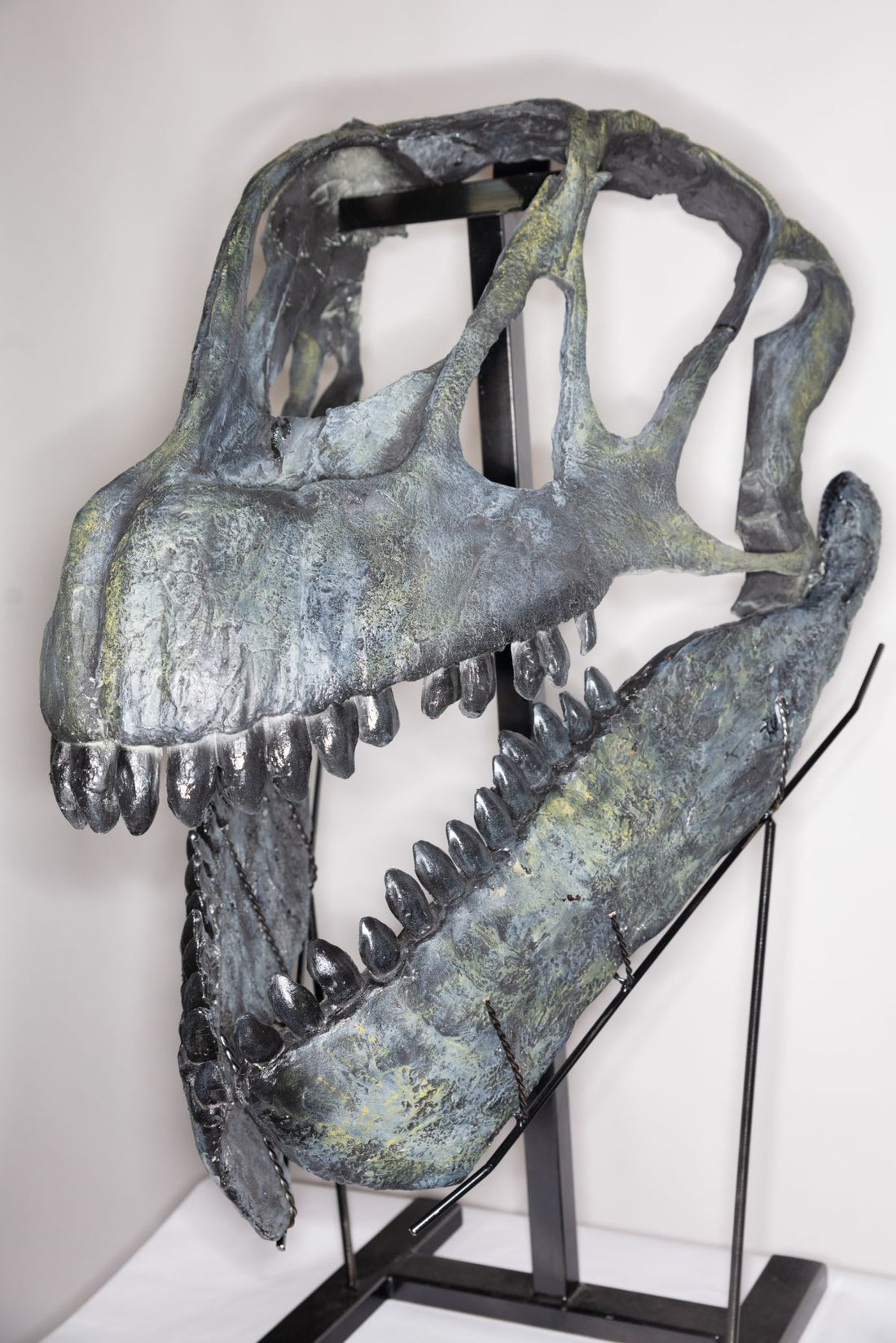 Camarasaurus Skull