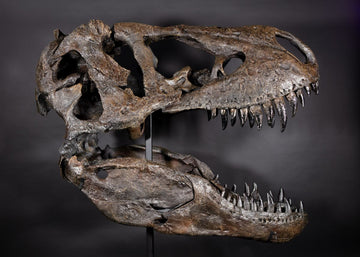 Tyrannosaurus Rex "Dynamo" Skull
