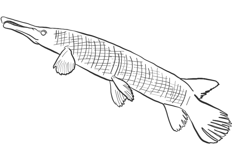 Gar Fish