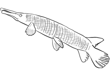 Gar Fish