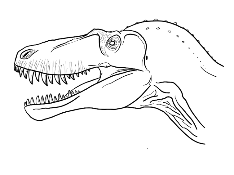 Juvenile T. rex/Nanotyrannus