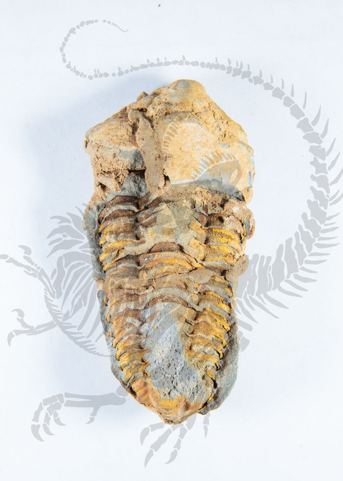 Moroccan Trilobites