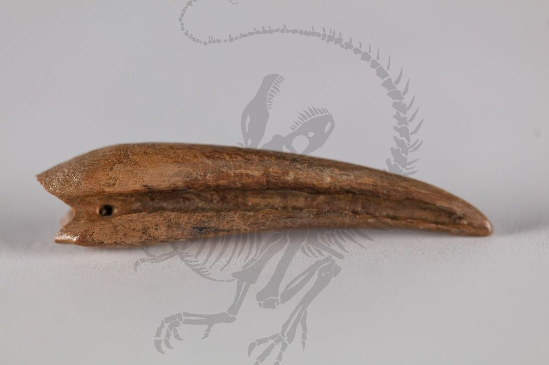 Ornithomimus Claw