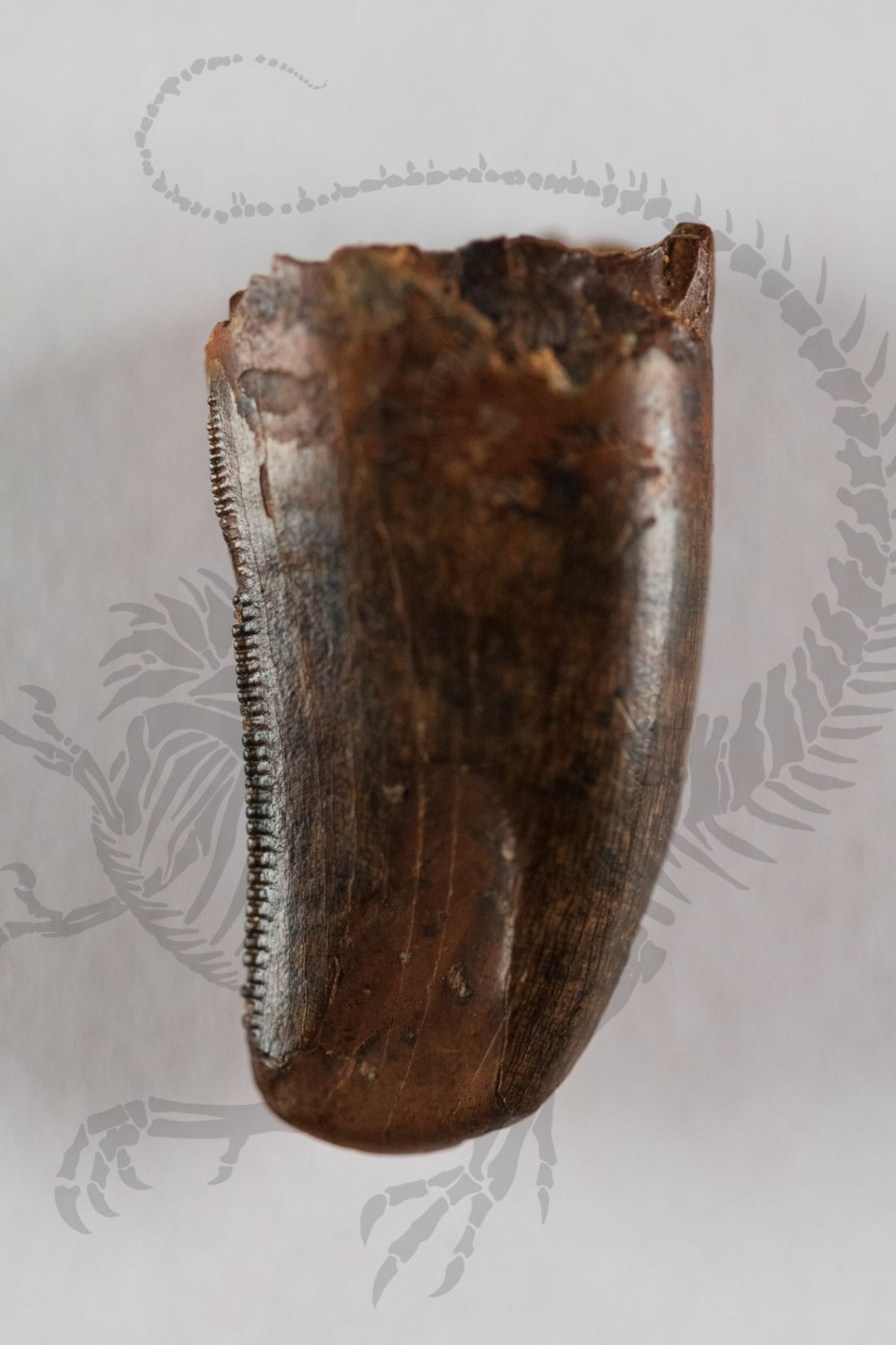 Tyrannosaurus Rex Tooth