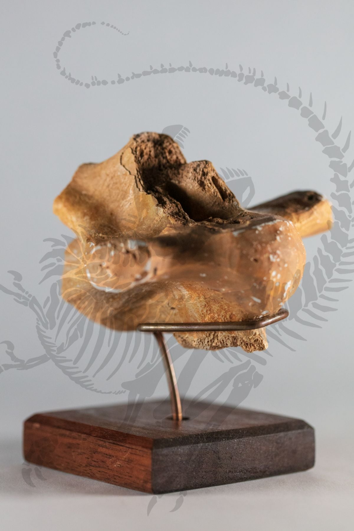 Mosasaurus Cervical Vertebrae