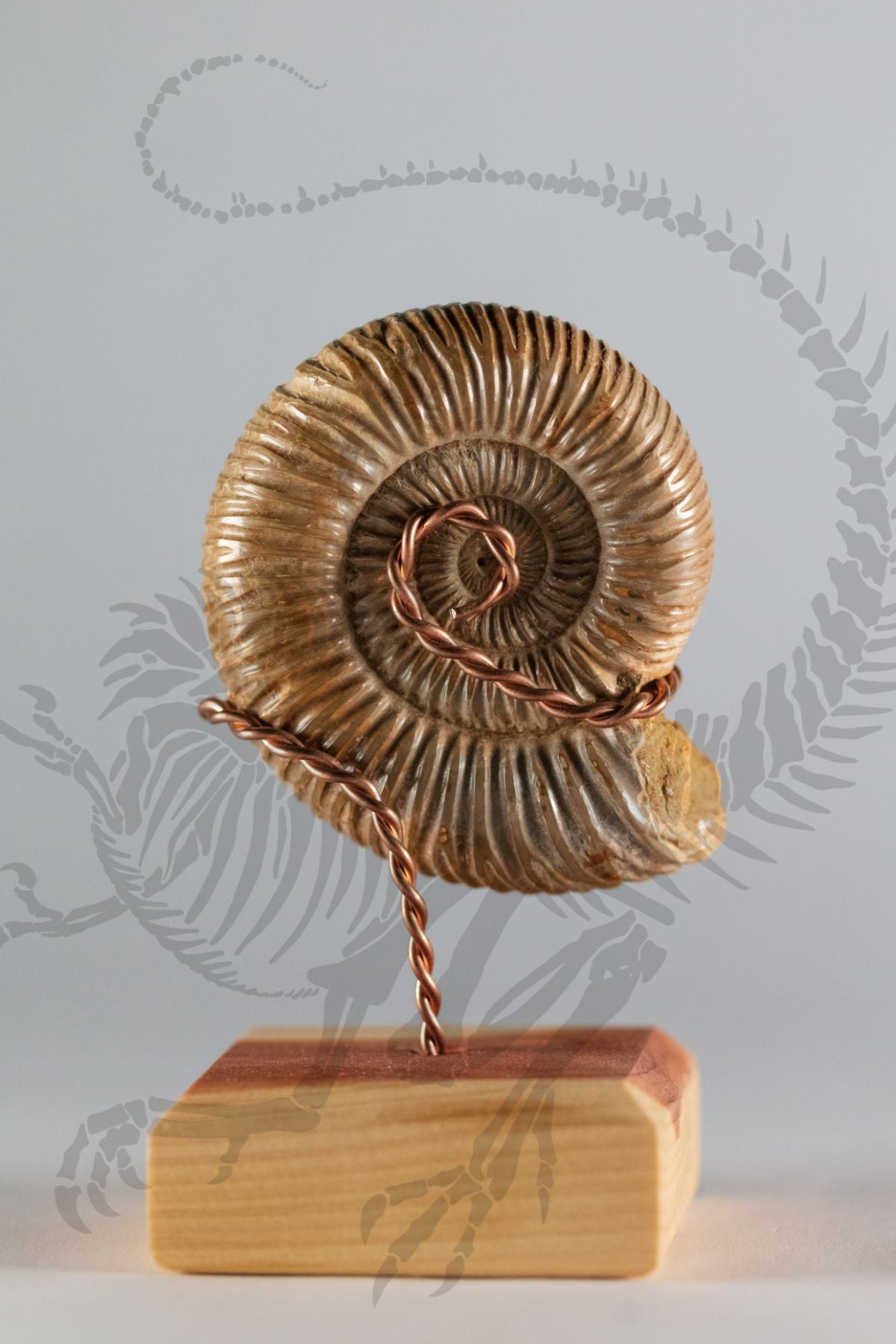 Madagascar Ammonite