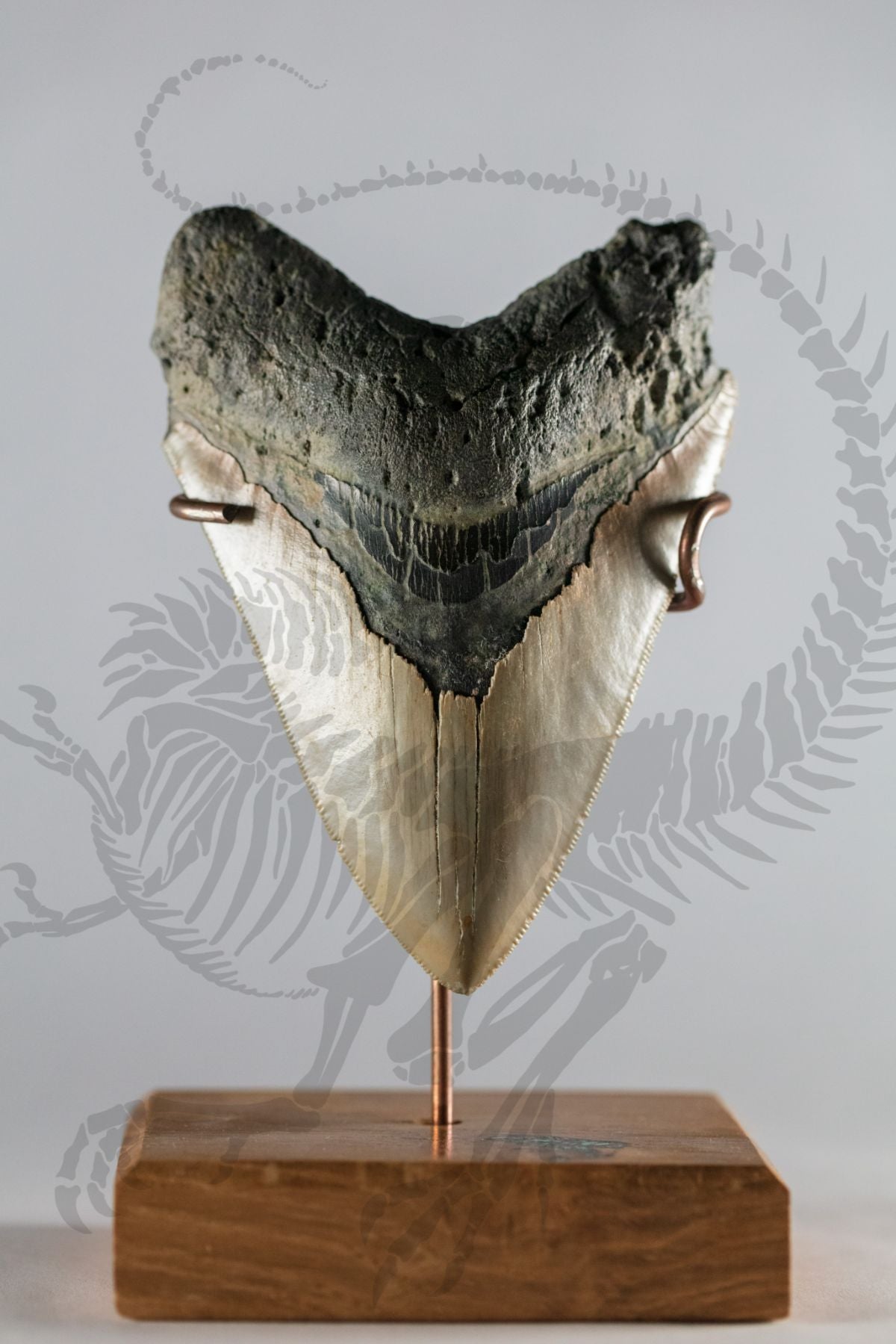 Carolina Gold Megalodon Tooth (A-Grade)