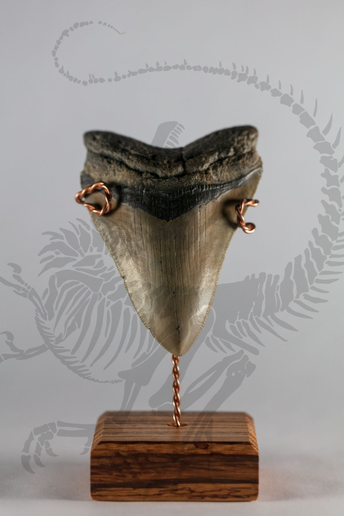 Megalodon Tooth (A-Grade)