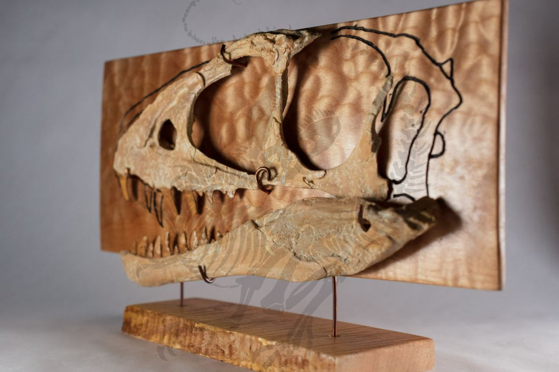 Raptorex Partial Skull Display