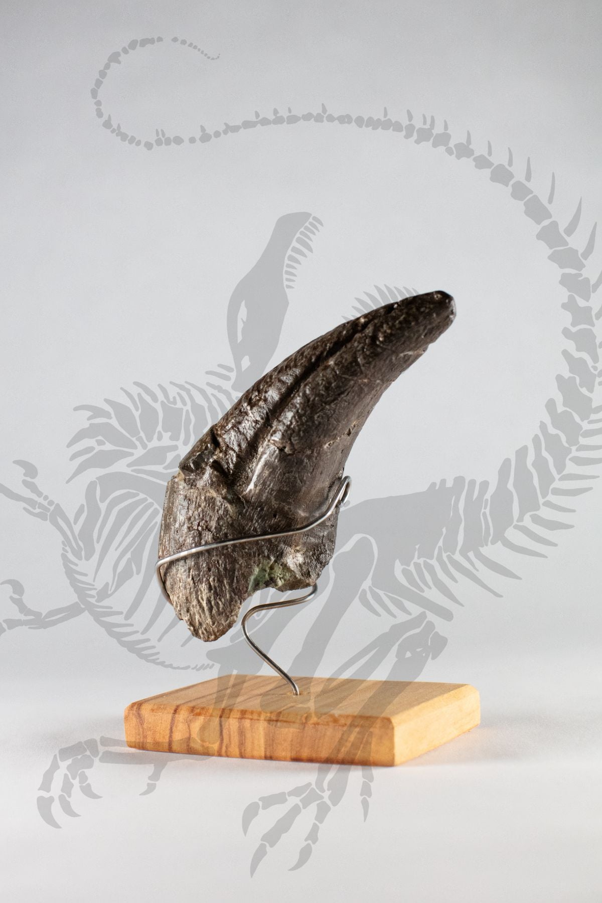 Allosaurus Toe Claw